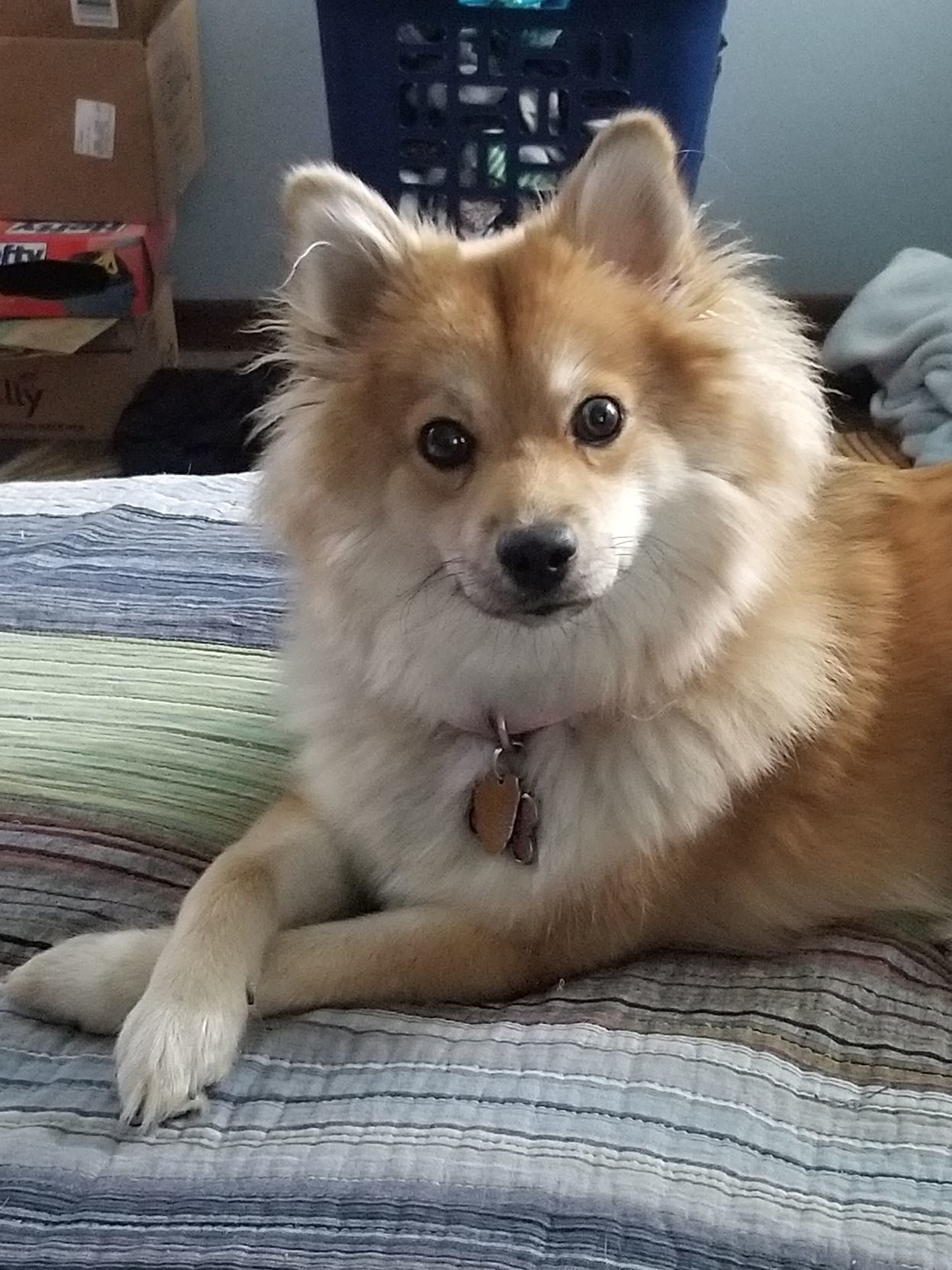 Lexi